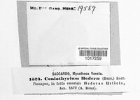 Hypoderma hederae image
